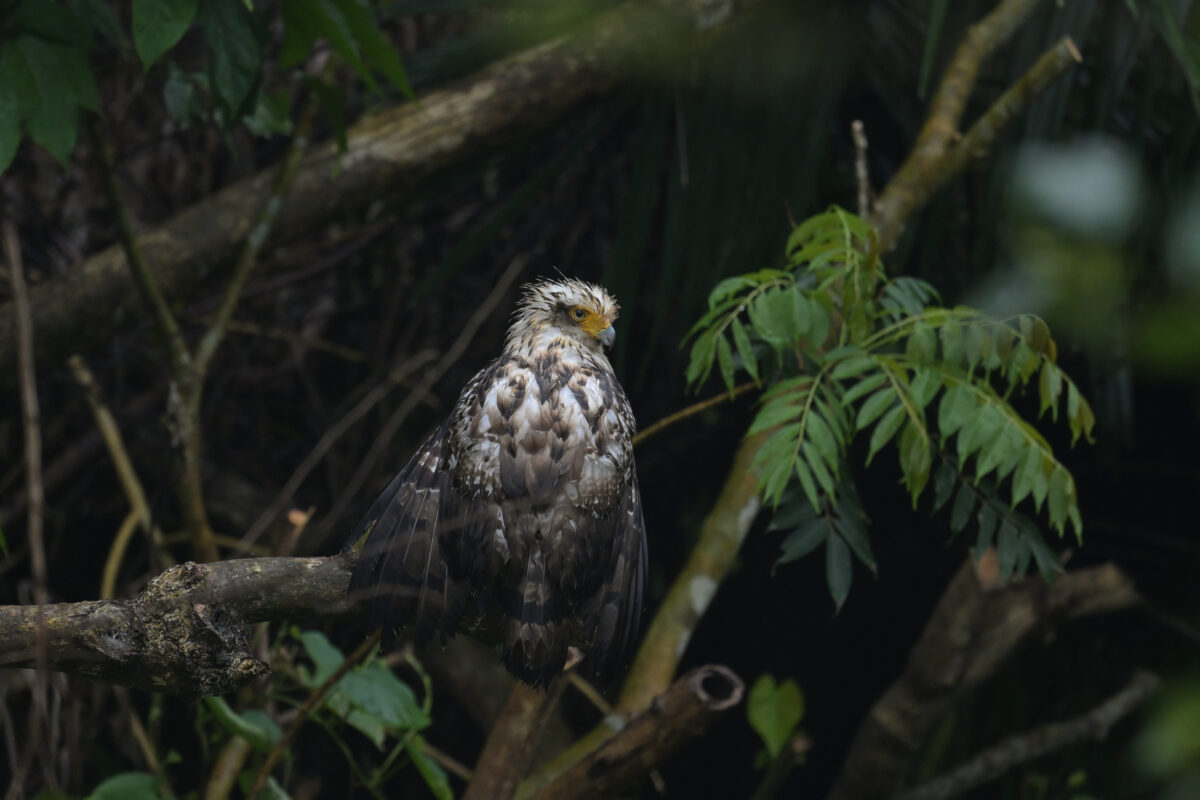 カンムリワシ
ミダラ浜
西表島