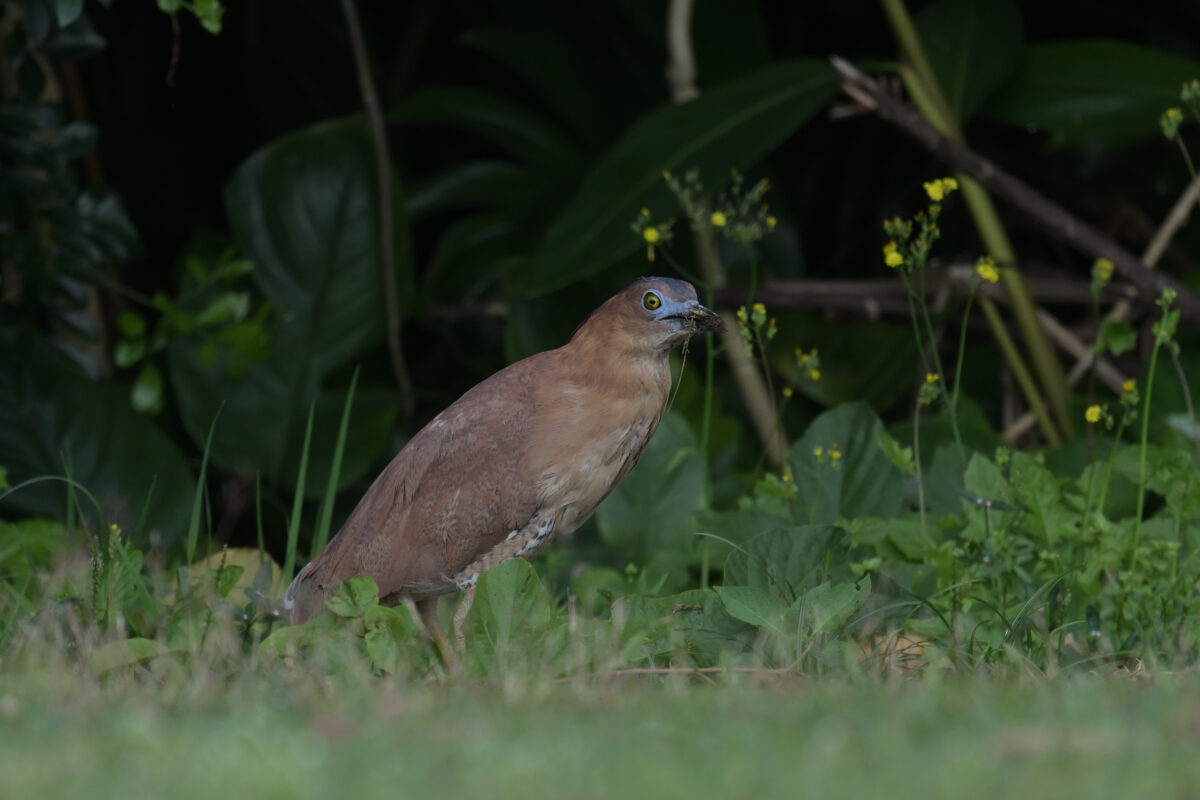 ズグロミゾゴイ
旧小学校
西表島