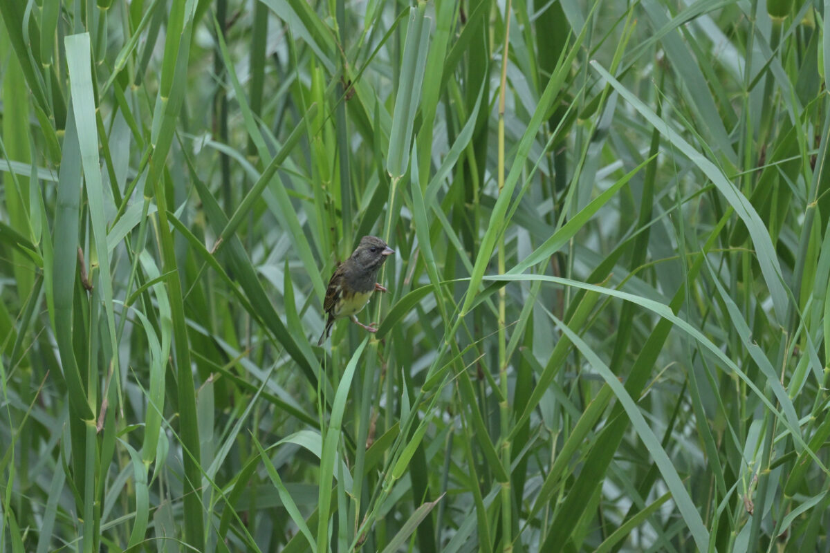 シベリアアオジ♂
シベリアアオジ雄
西表島
ミダラの田んぼ