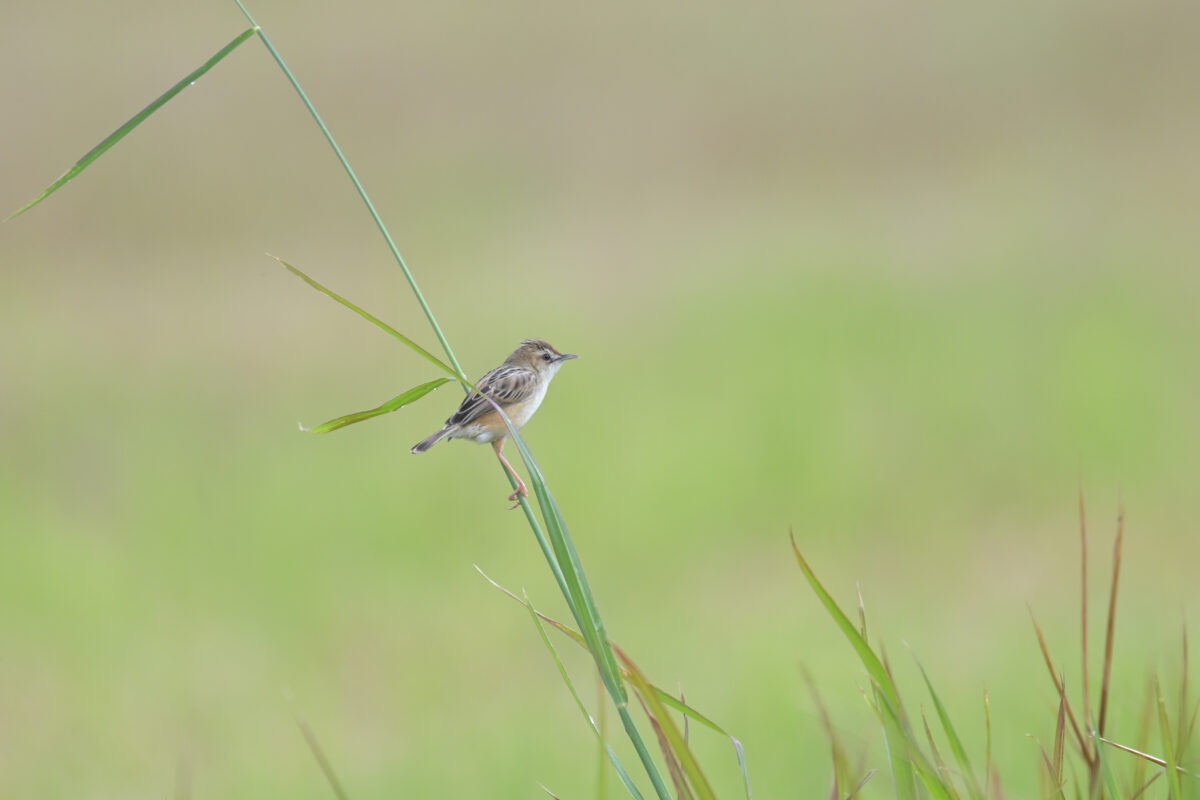 セッカ
住吉牧場
西表島