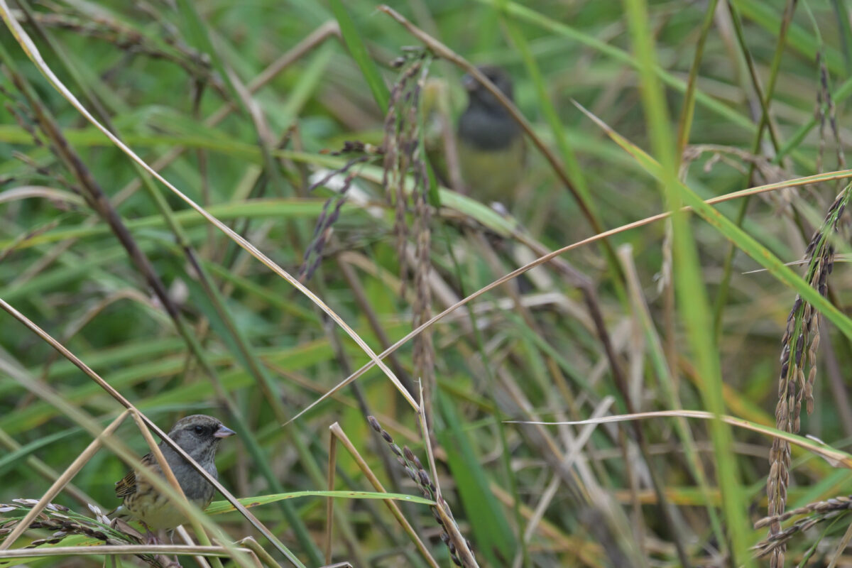 シベリアアオジ♂
シベリアアオジ雄
西表島
ミダラの田んぼ