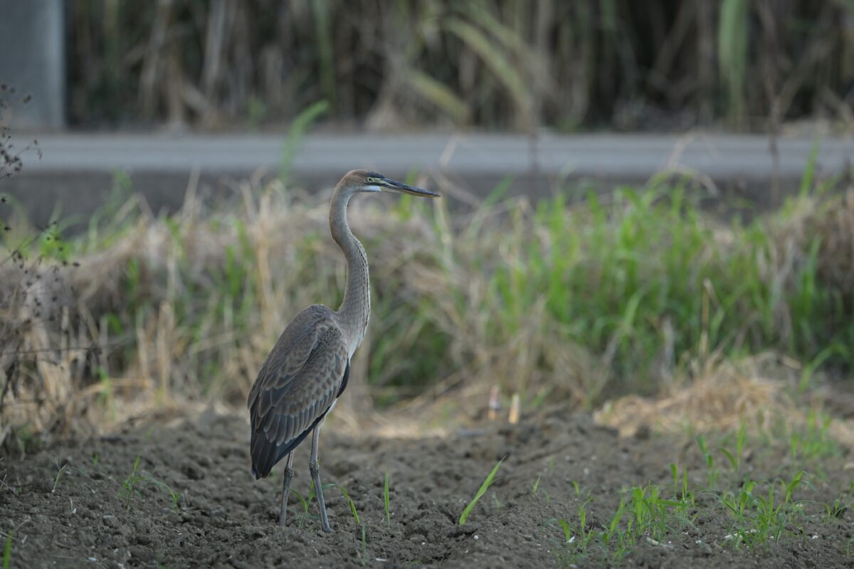 ムラサキサギ幼鳥
西表島
オオホラダ