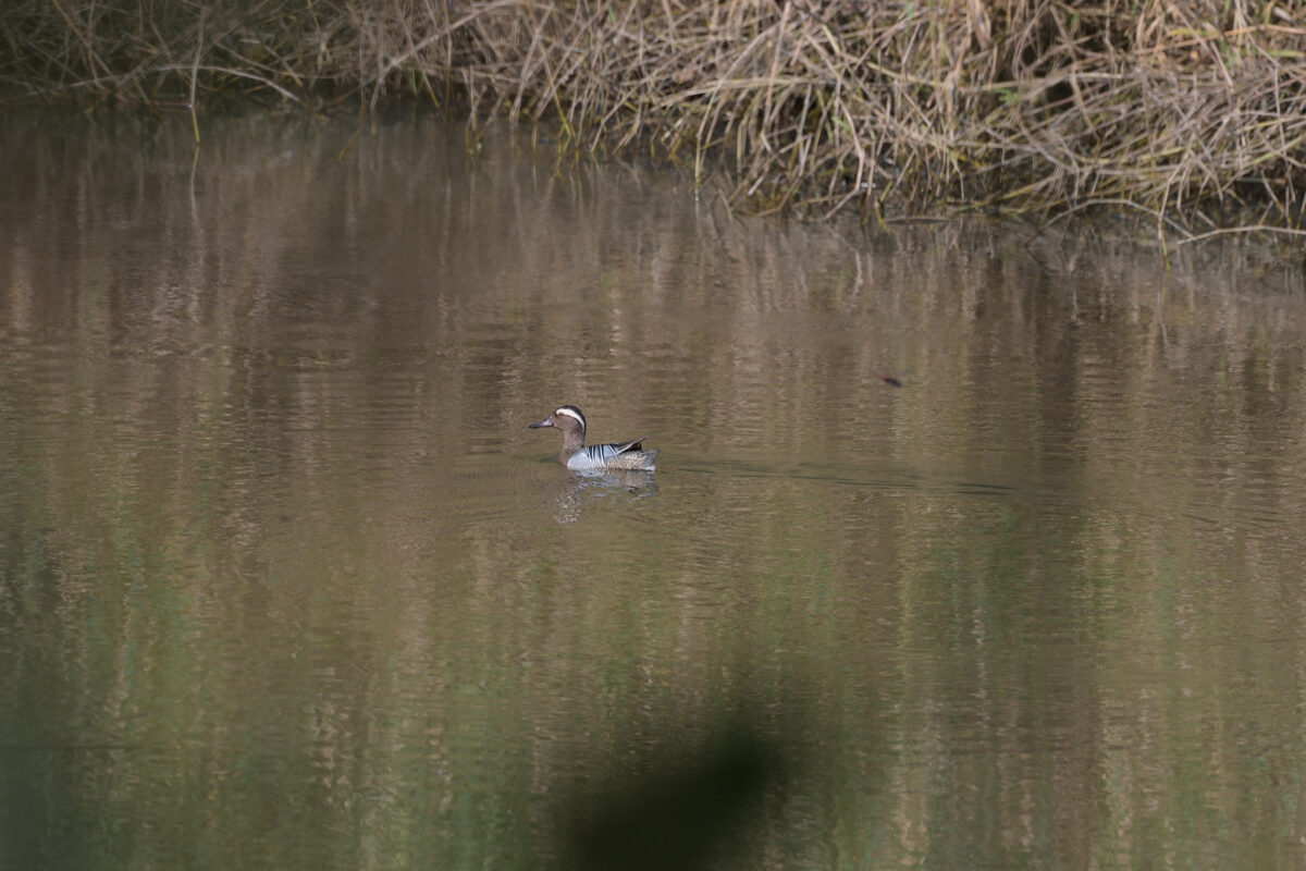 シマアジ
シマアジ夏羽
西表島
南見田の池