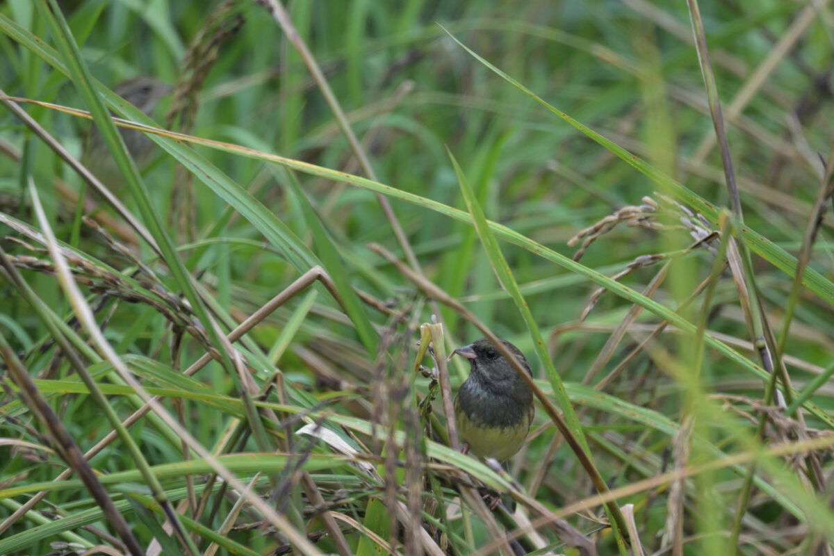 シベリアアオジ♂
シベリアアオジ雄
西表島
ミダラの田んぼ