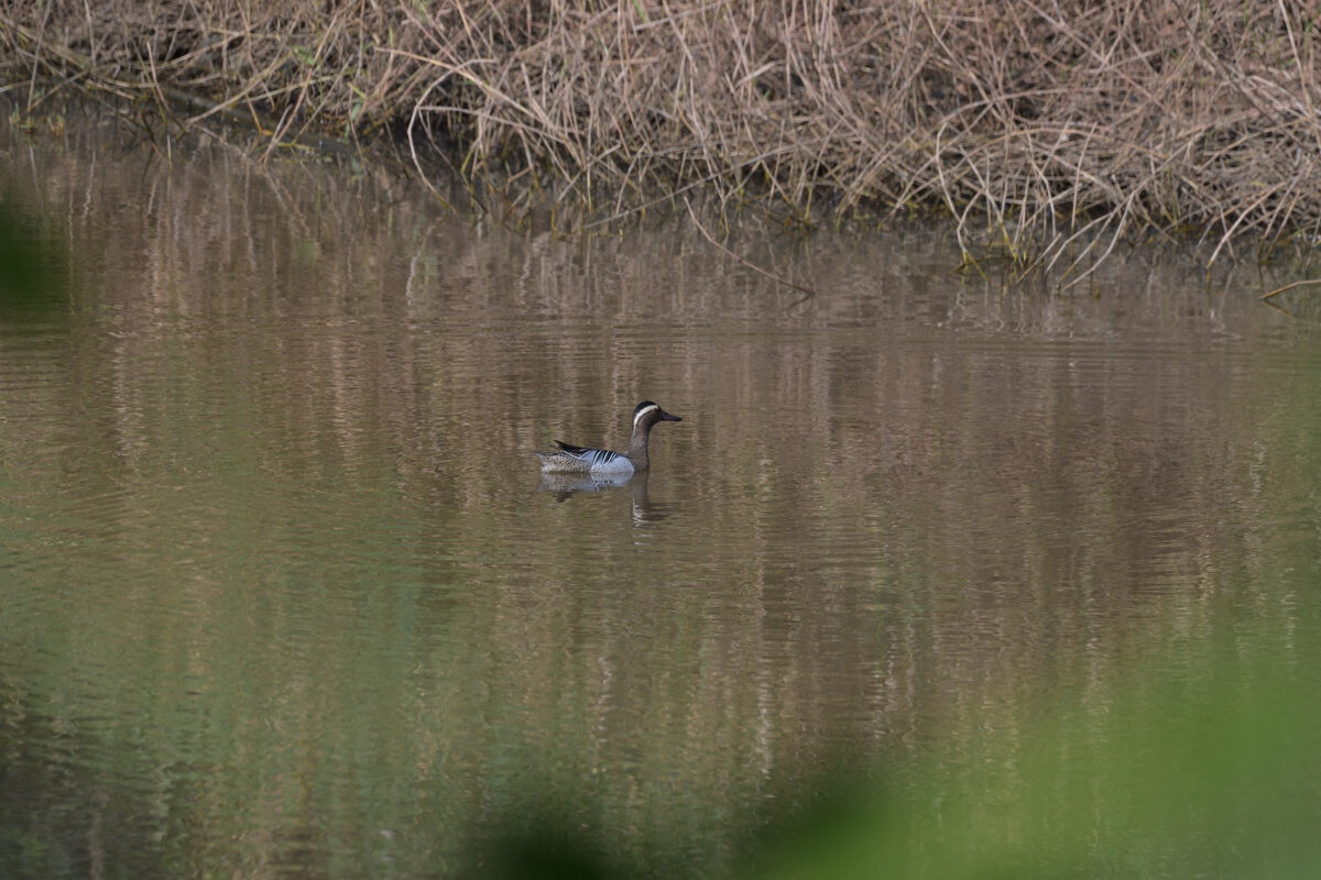シマアジ
シマアジ夏羽
西表島
南見田の池