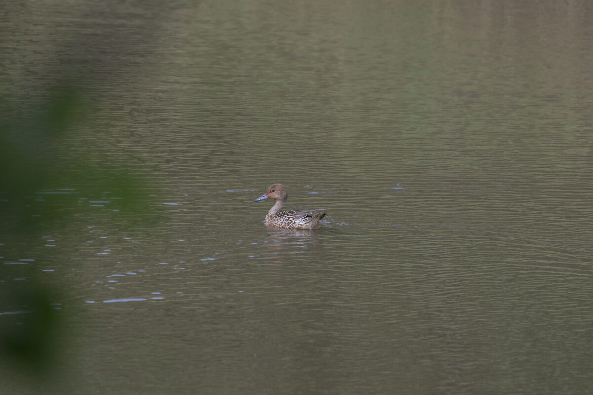オナガガモ
西表島
南見田の池