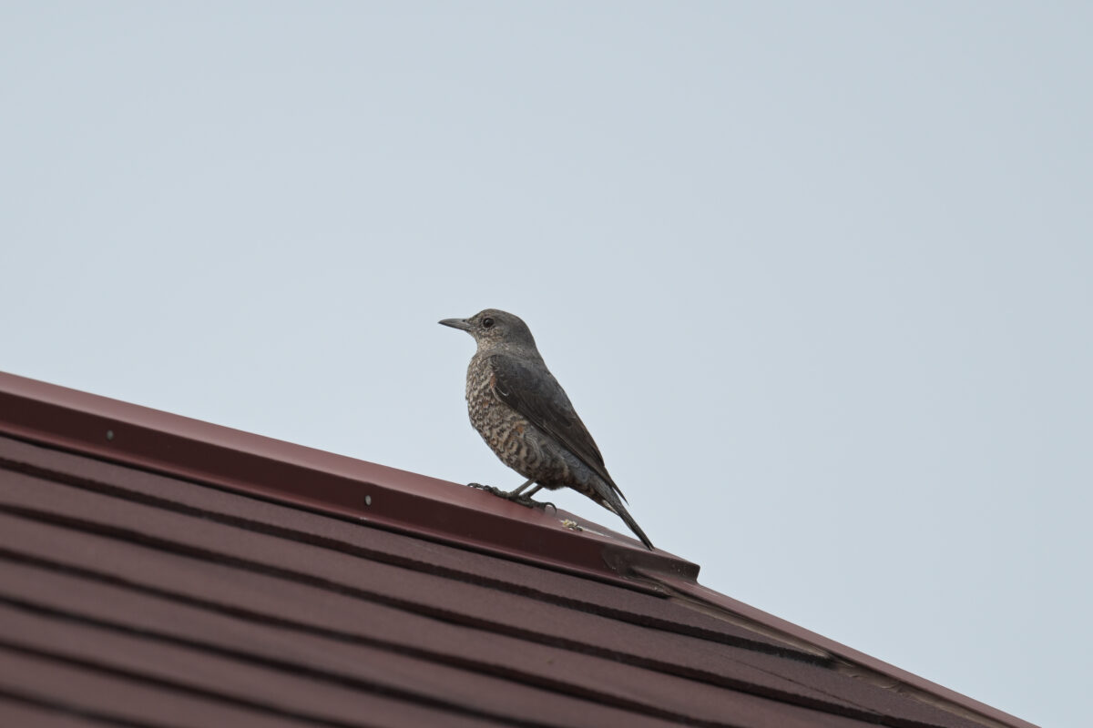 イソヒヨドリ
イソヒヨドリ♀
イソヒヨドリ雌
西表島
住吉集落