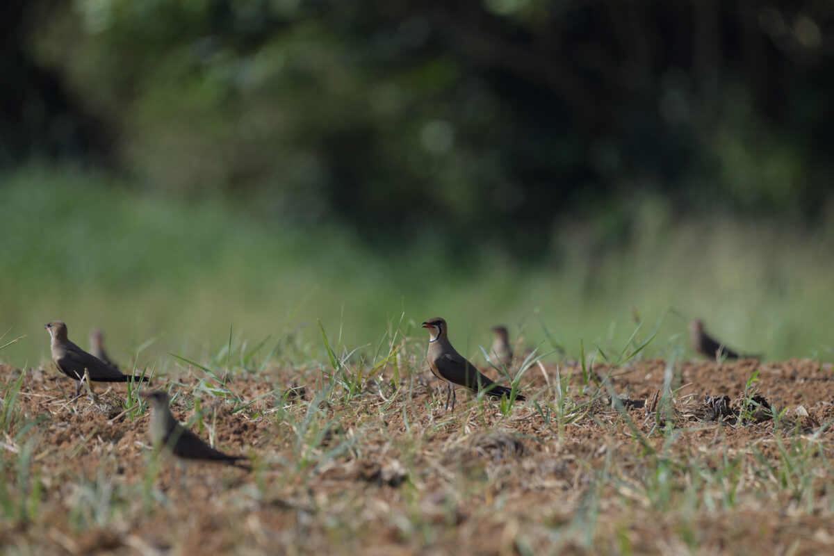 ツバメチドリ
西表島
住吉コンポスト
