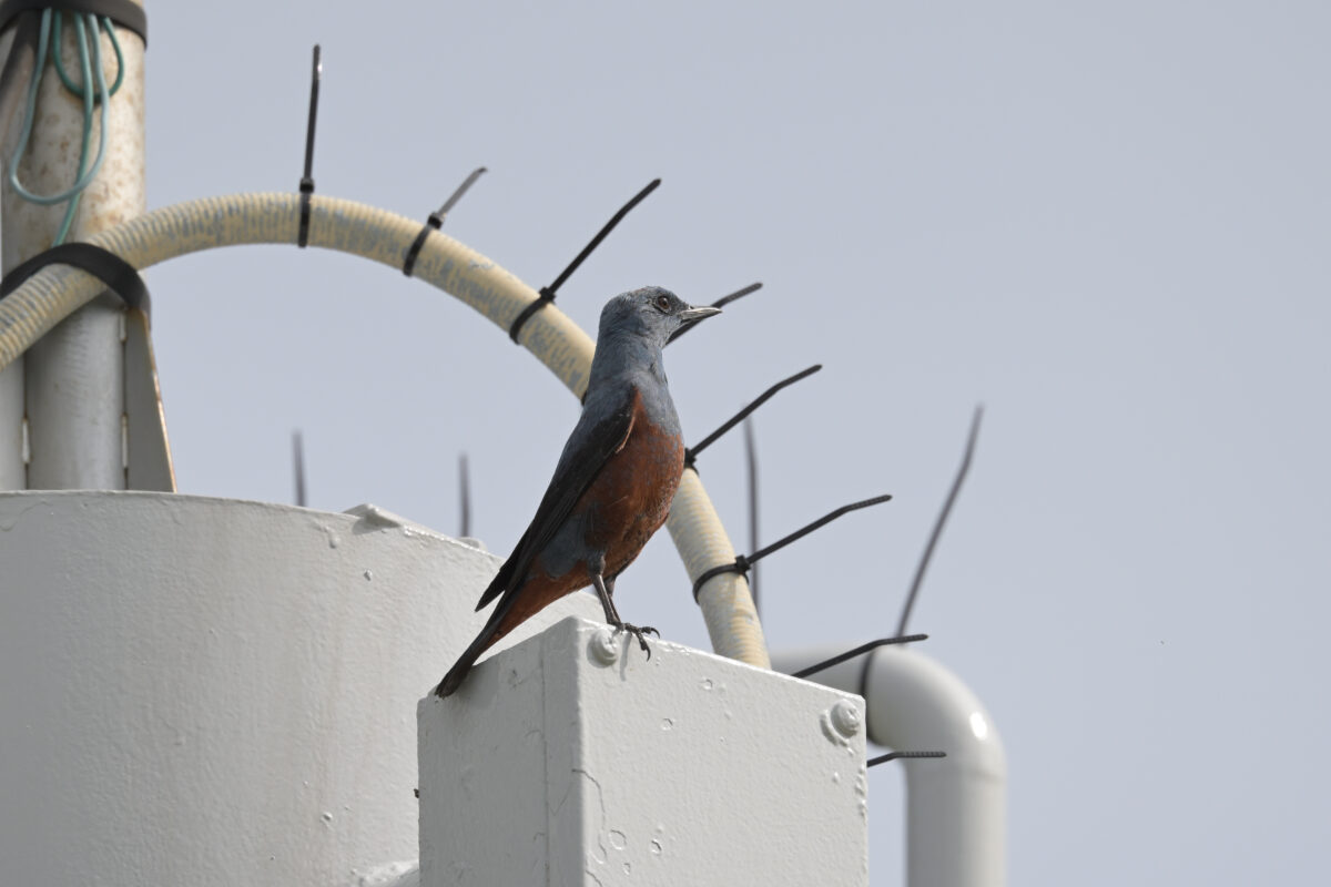イソヒヨドリ
イソヒヨドリ♂
イソヒヨドリ雄
西表島
うなりざき公園