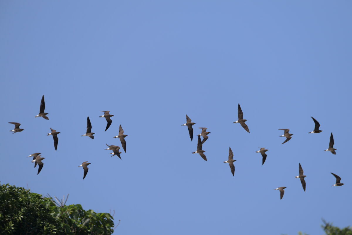 ツバメチドリ
西表島
住吉コンポスト