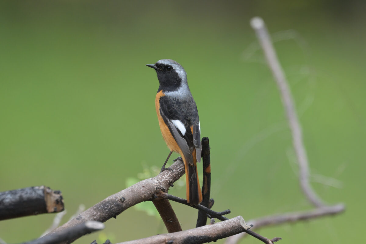 ジョウビタキ
ジョウビタキ♂
ジョウビタキ雄
西表島
星立集落