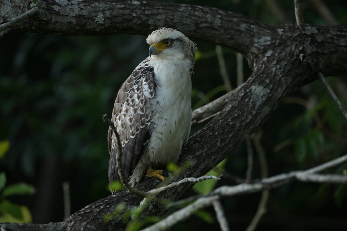カンムリワシ幼鳥
西表島
大浜農園