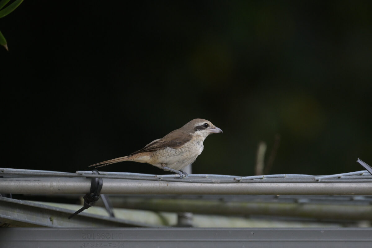 シマアカモズ
シマアカモズ幼鳥
西表島
星立集落