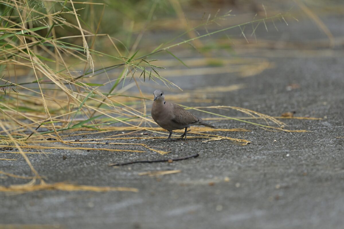 ベニバト
ベニバト♀
ベニバト雌
西表島
仲間崎