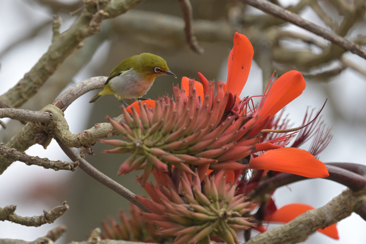 メジロ
白浜小学校
西表島