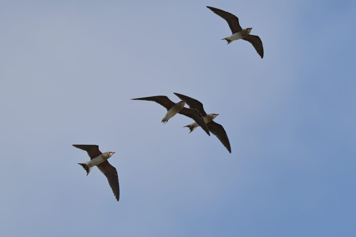 ツバメチドリ
西表島
住吉コンポスト