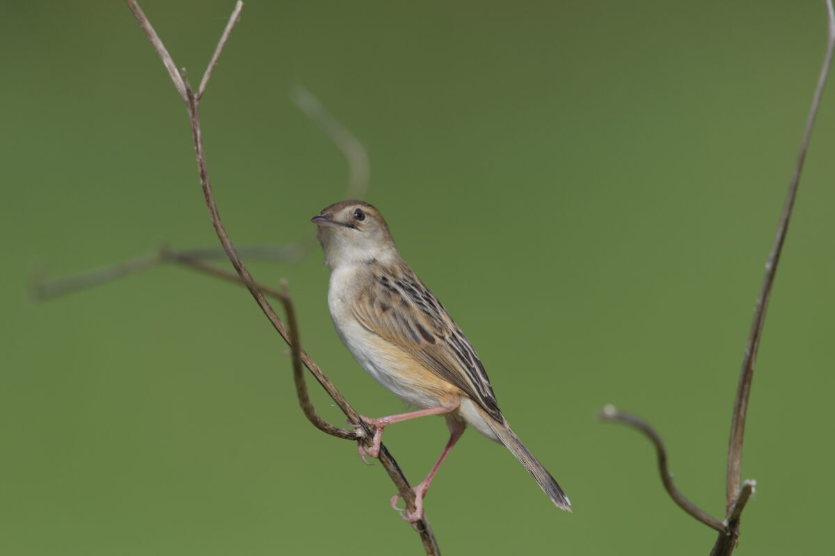 セッカ
西表島
住吉コンポスト