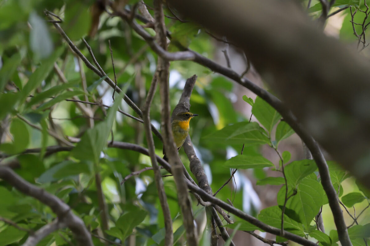 リュウキュウキビタキ
祖納岳
西表島