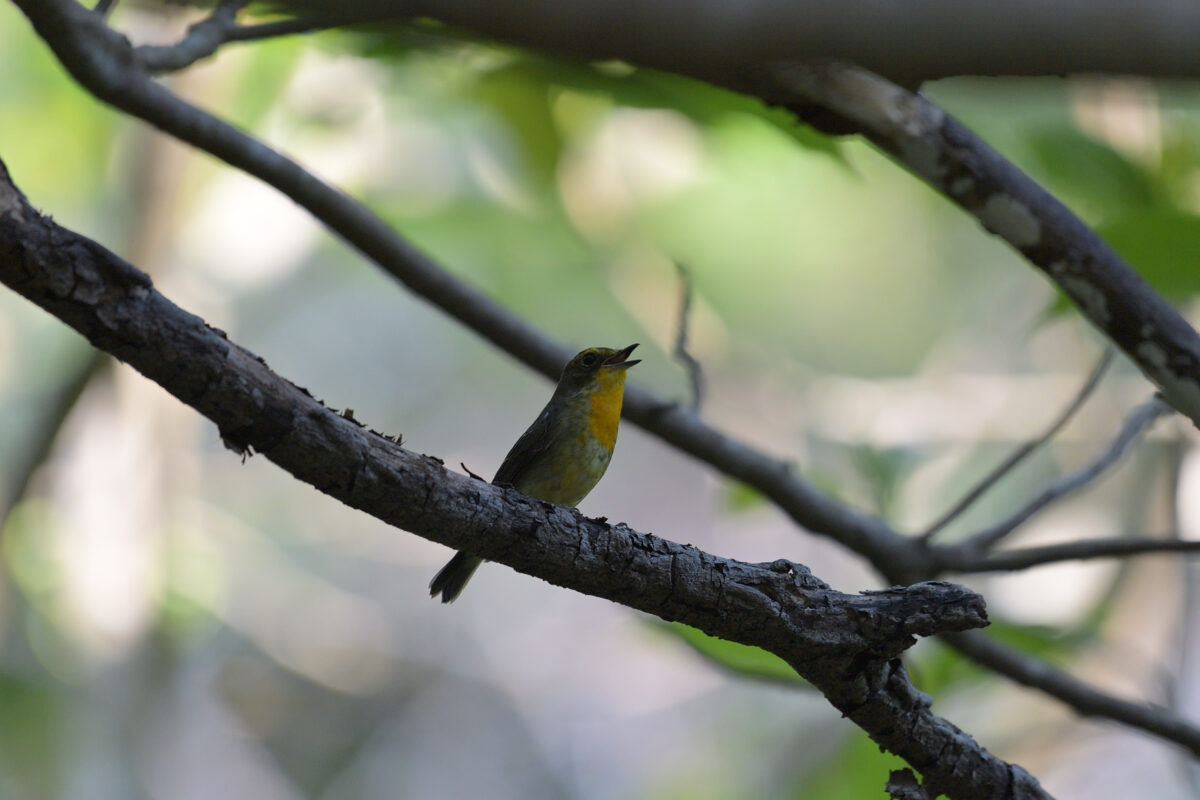 リュウキュウキビタキ
祖納岳
西表島