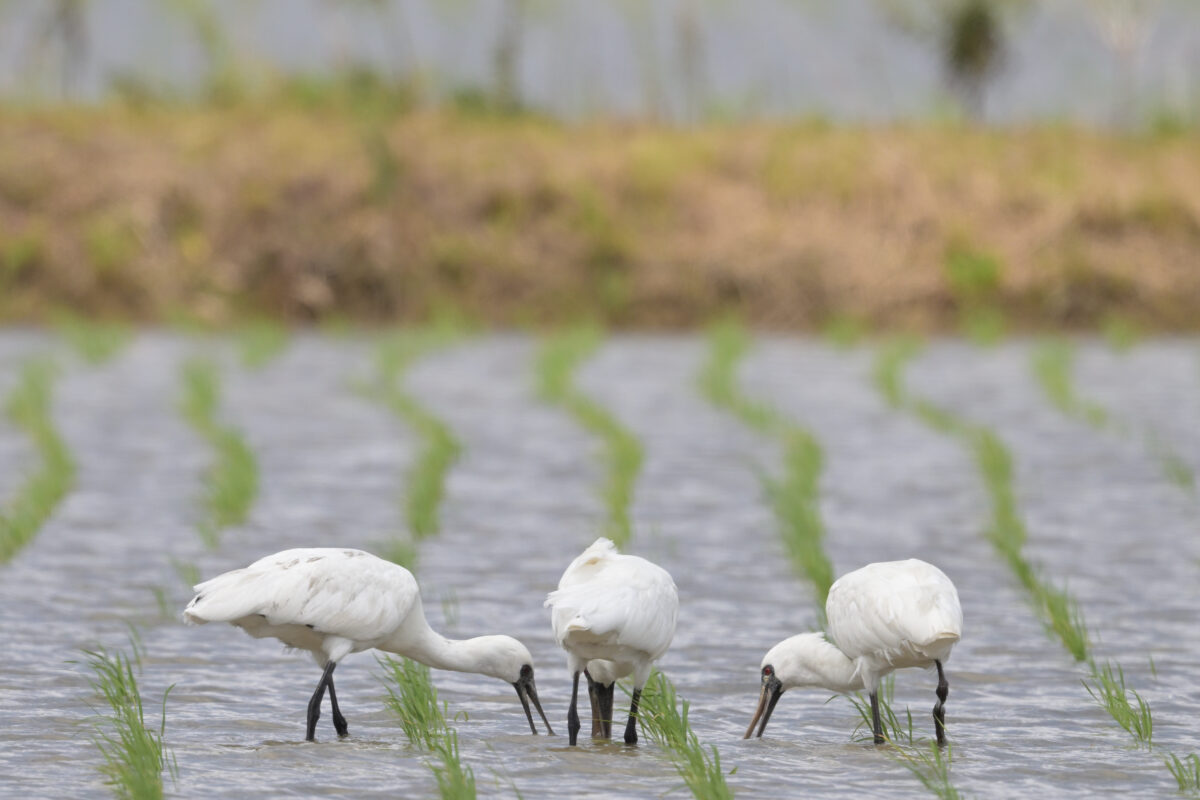 クロツラヘラサギ
美原の田んぼ
西表島