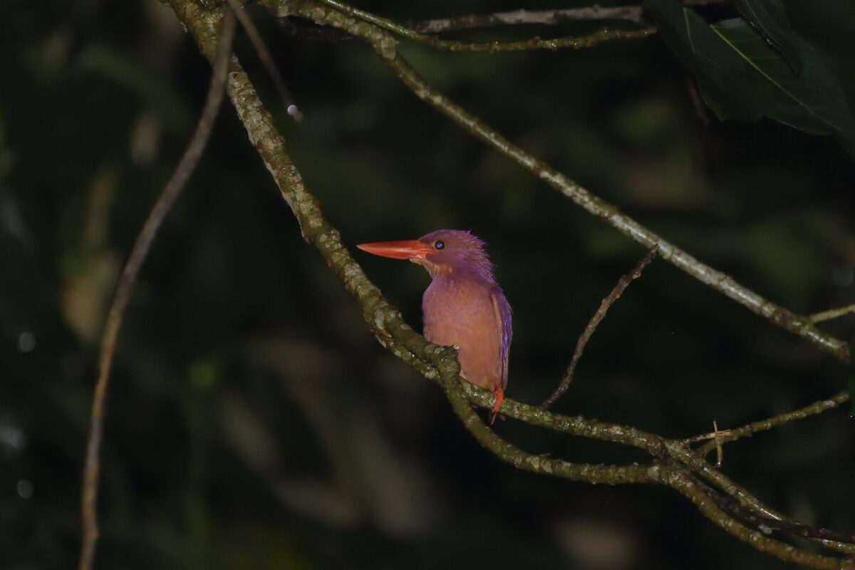 リュウキュウアカショウビン
西表島
リサイクルセンター