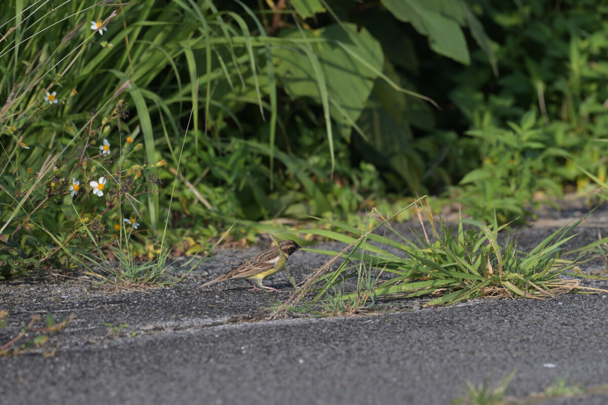 シマアオジ
シマアオジ雄
シマアオジ♂
西表島
住吉コンポスト