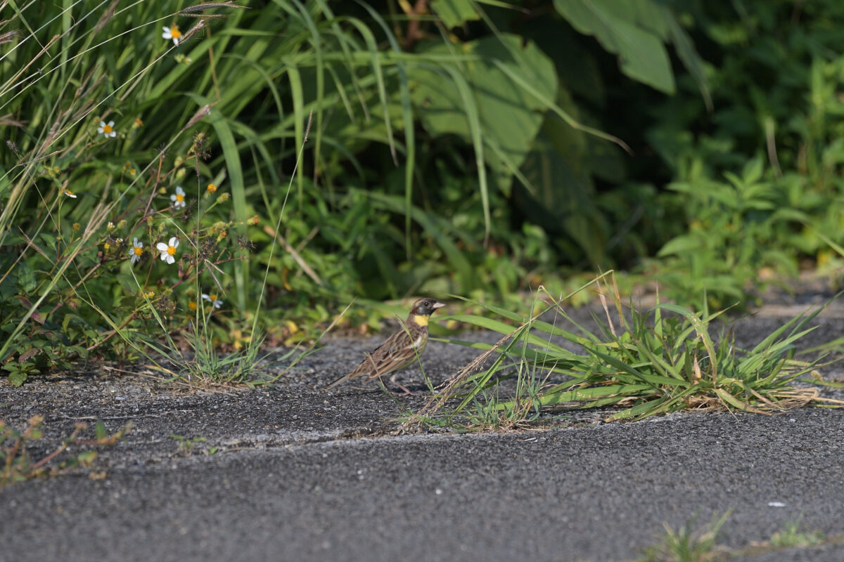 シマアオジ
シマアオジ雄
シマアオジ♂
西表島
住吉コンポスト