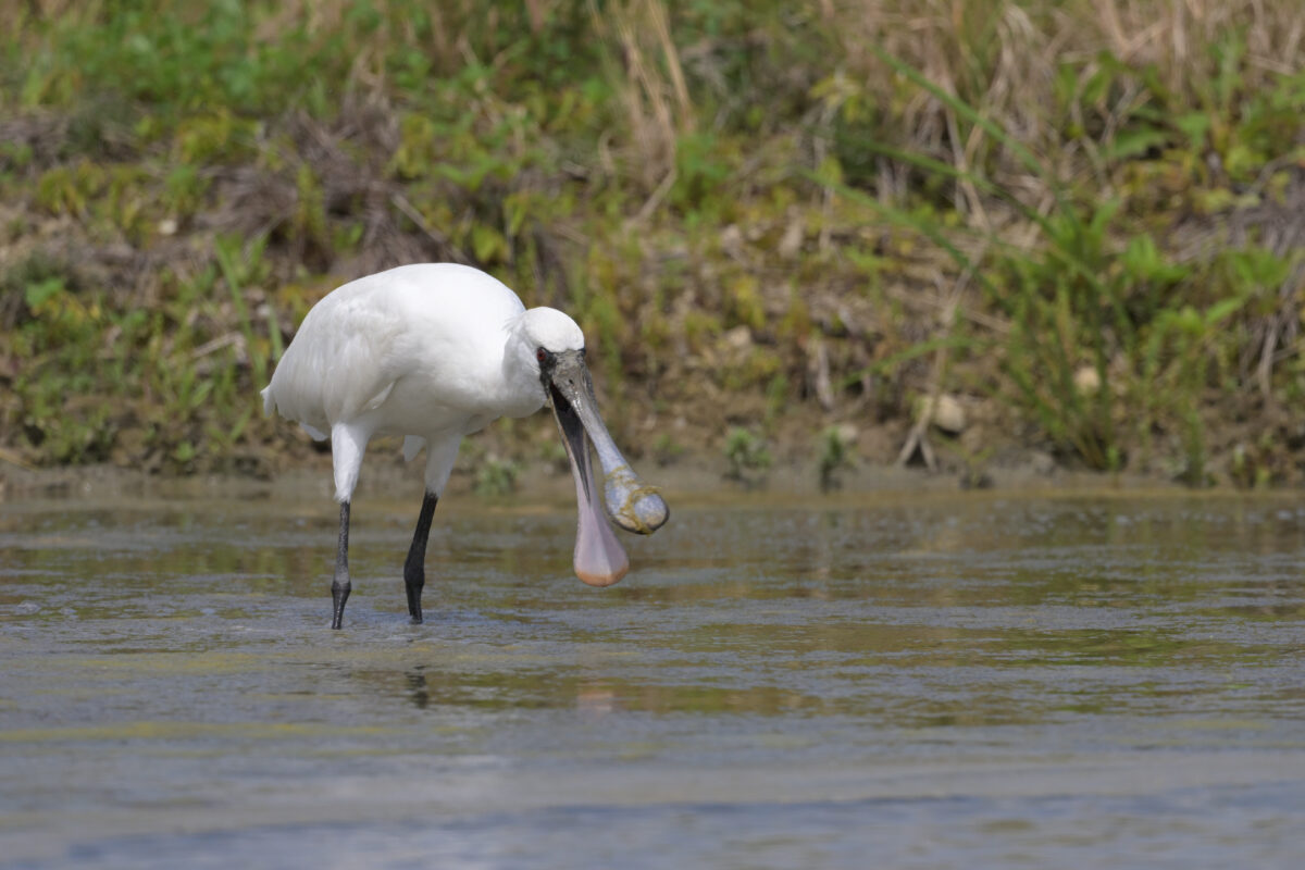 クロツラヘラサギ
美原の田んぼ
西表島
