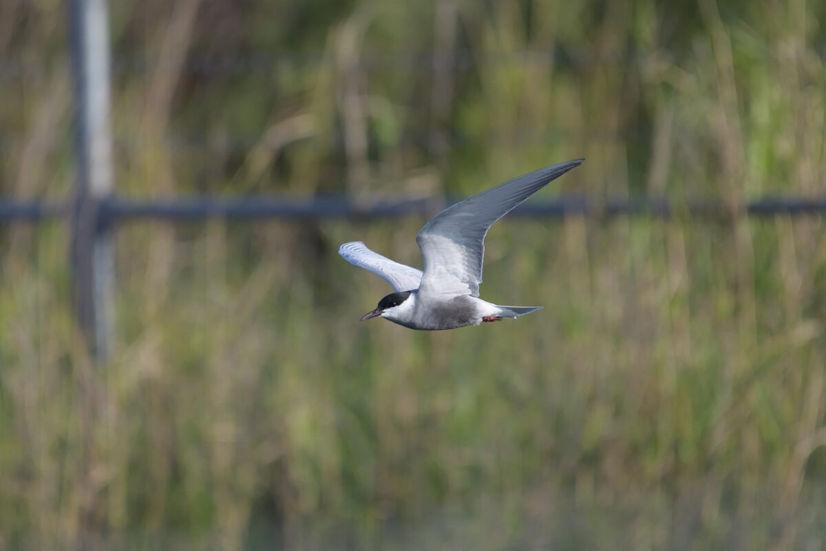 クロハラアジサシ
西表島
住吉コンポスト