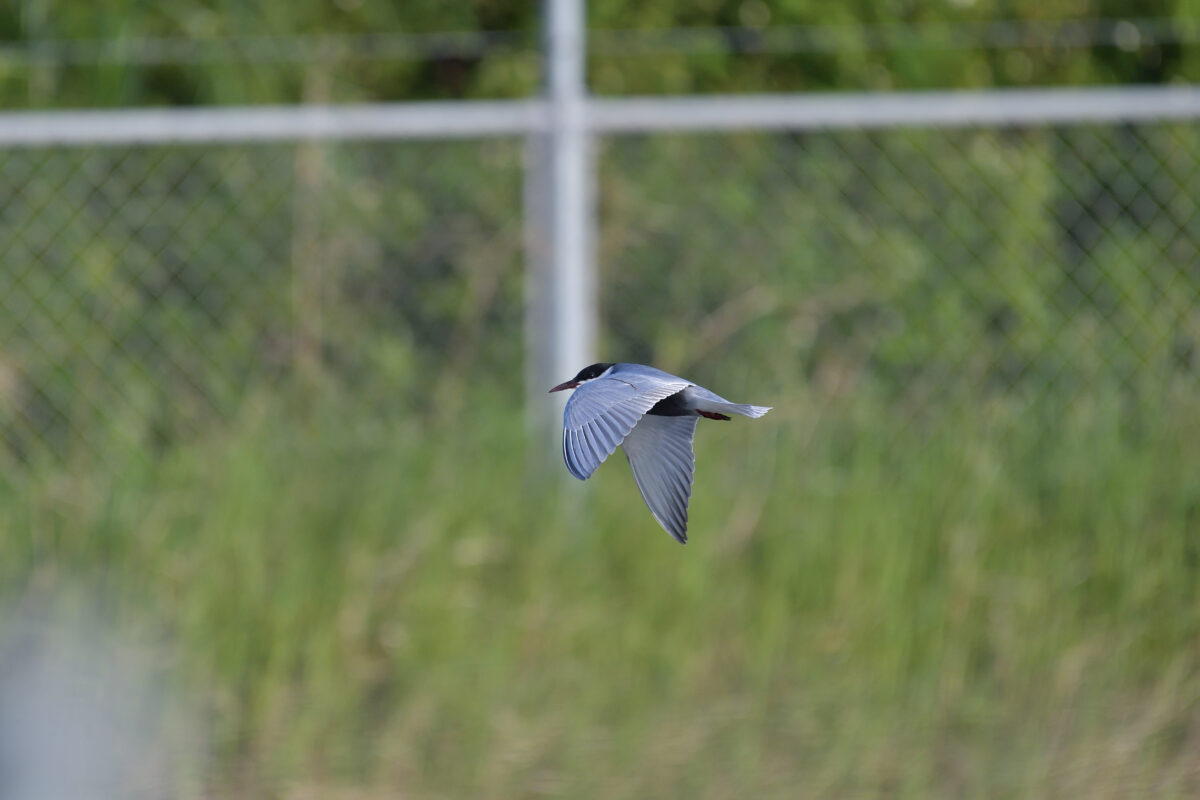 クロハラアジサシ
西表島
住吉コンポスト