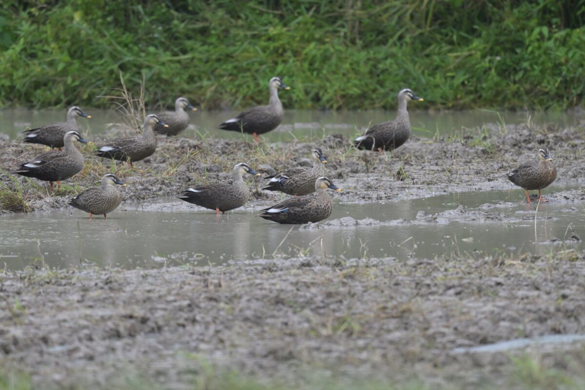 カルガモ
コガモ
西表島
ミダラの田んぼ