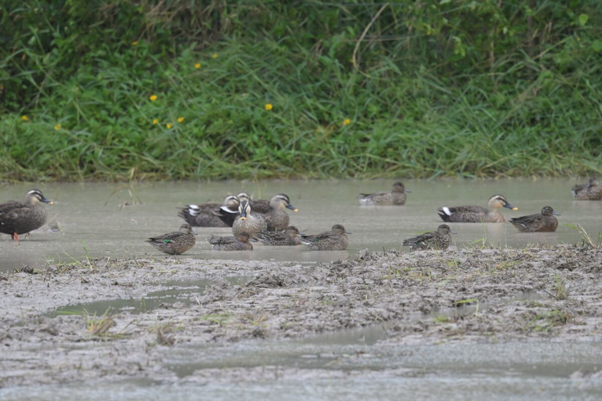 カルガモ
コガモ
西表島
ミダラの田んぼ