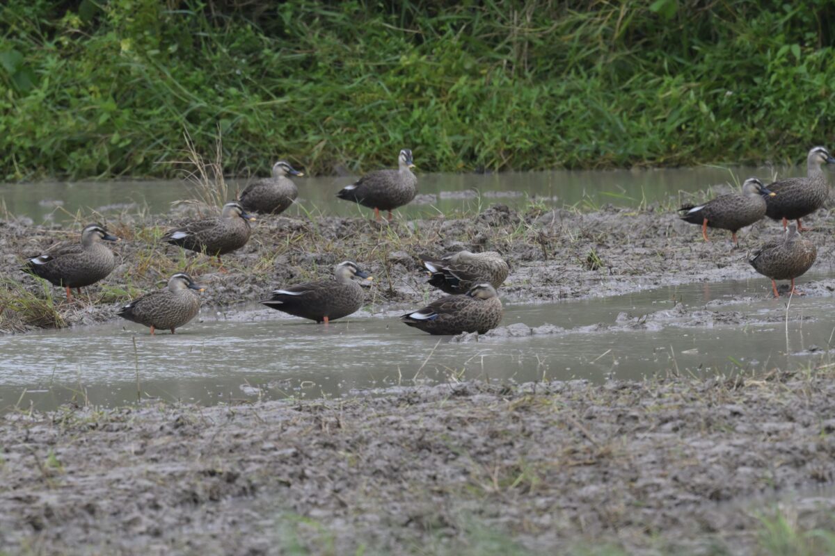 カルガモ
コガモ
西表島
ミダラの田んぼ