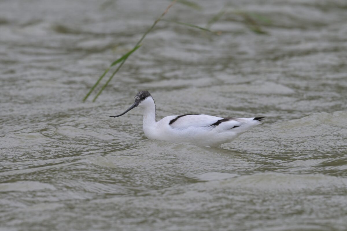 ソリハシセイタカシギ
西表島
ミダラの田んぼ