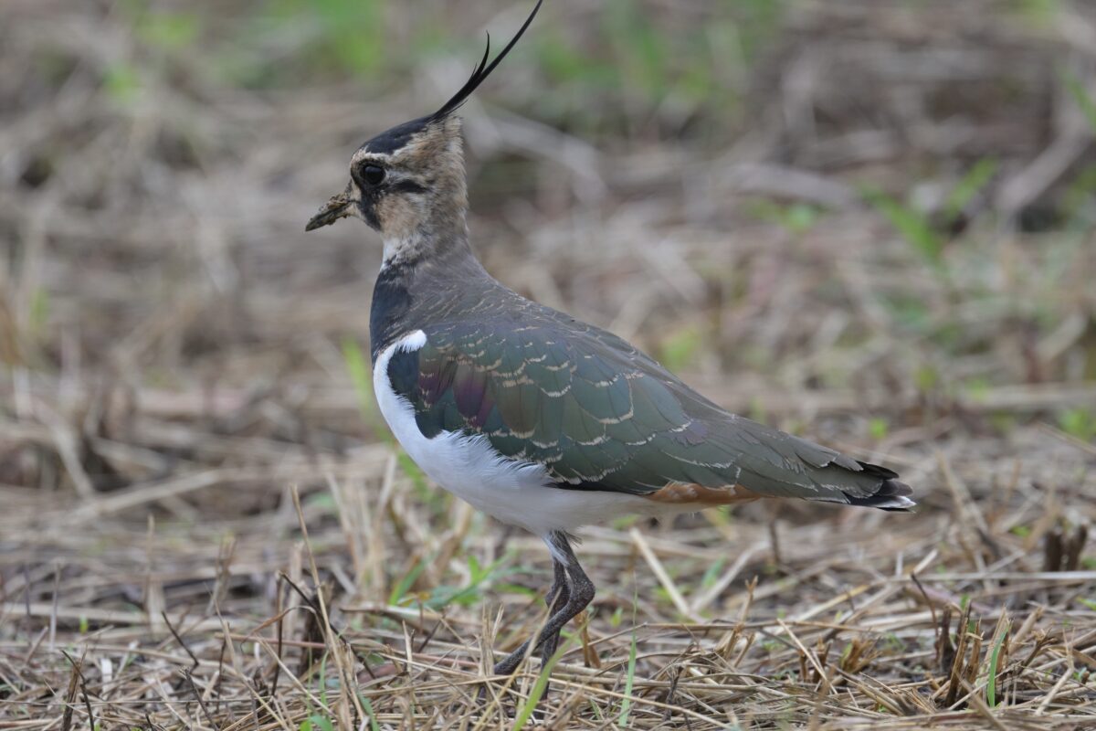 タゲリ
西表島
住吉牧場
