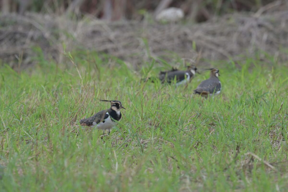 タゲリ
西表島
住吉牧場
