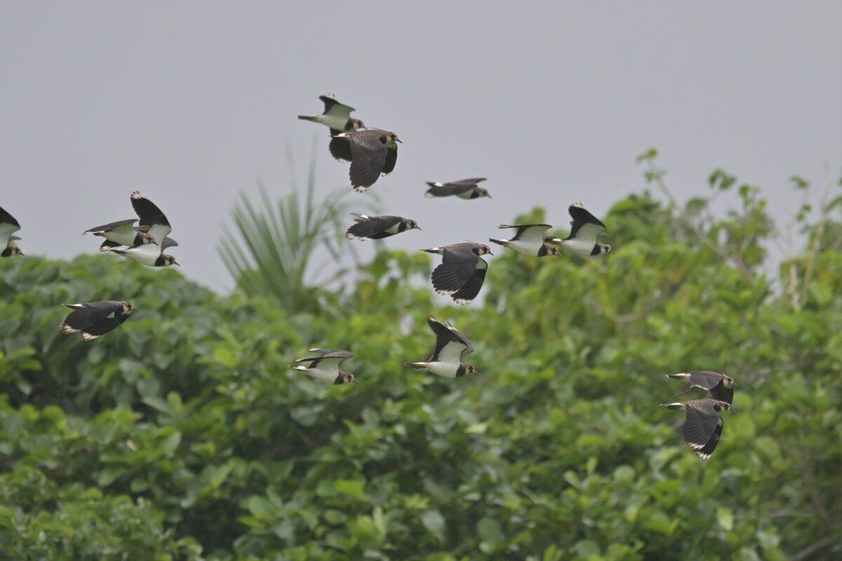 タゲリ
西表島
住吉牧場

