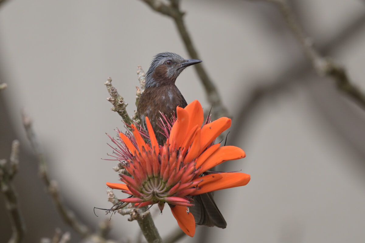 イシガキヒヨドリ
西表島
離島総合センター