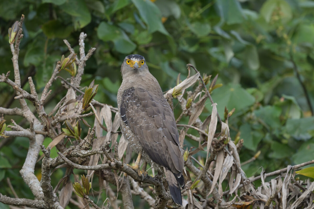 カンムリワシ
西表島
オオホラダ