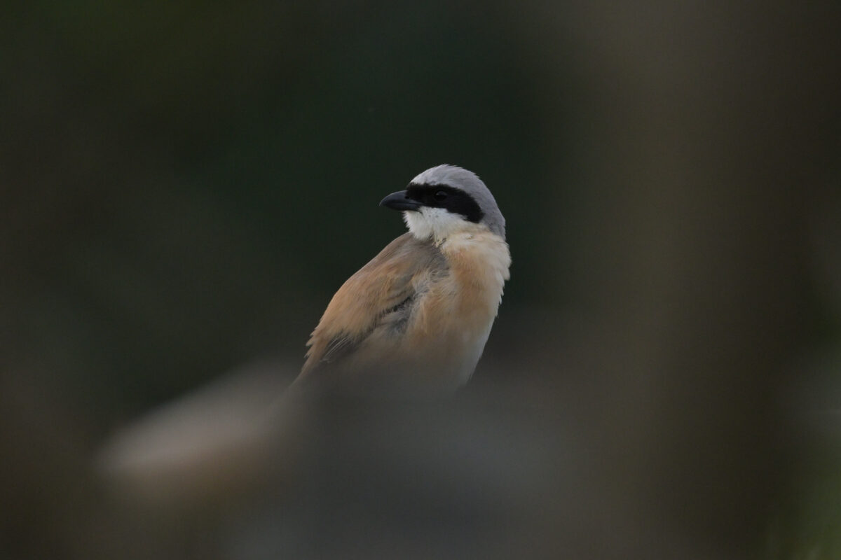 タカサゴモズ
西表島
住吉牧場