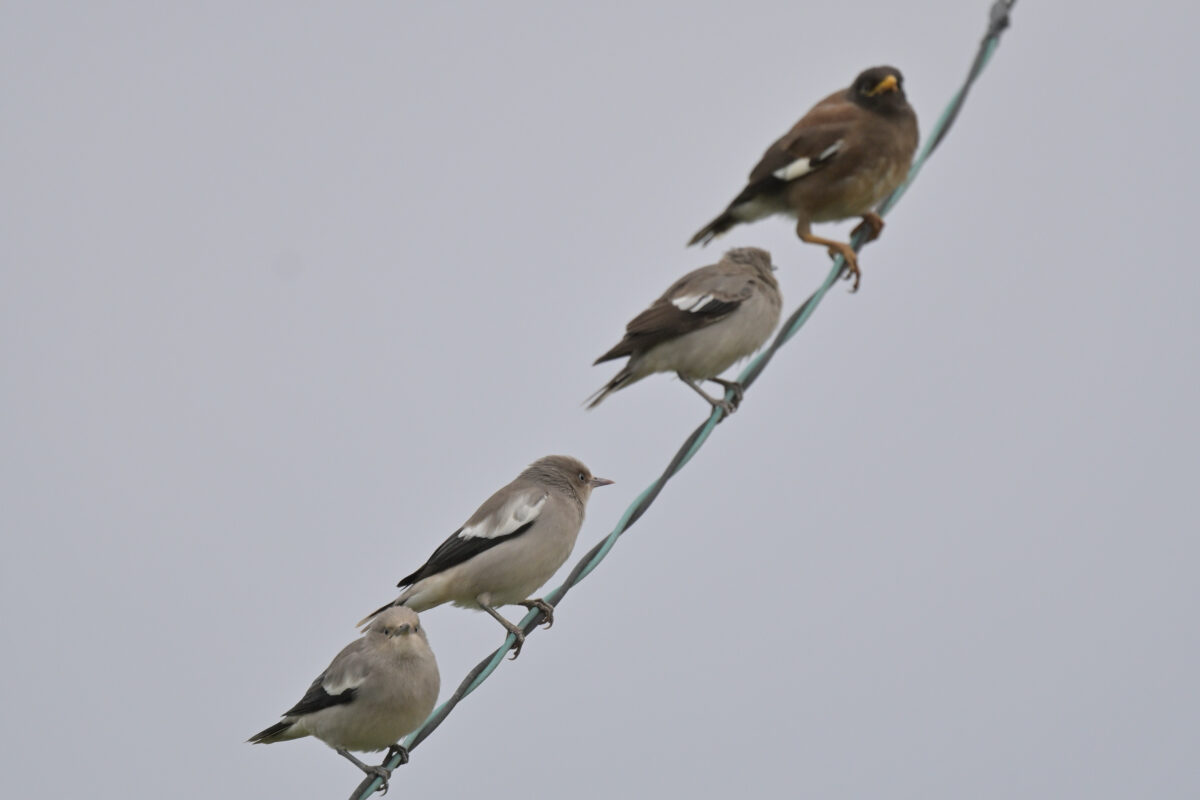 カラムクドリ
インドハッカ
西表島
佐久田