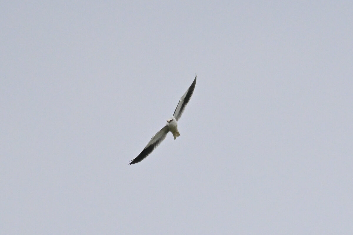 カタグロトビ
西表島
佐久田