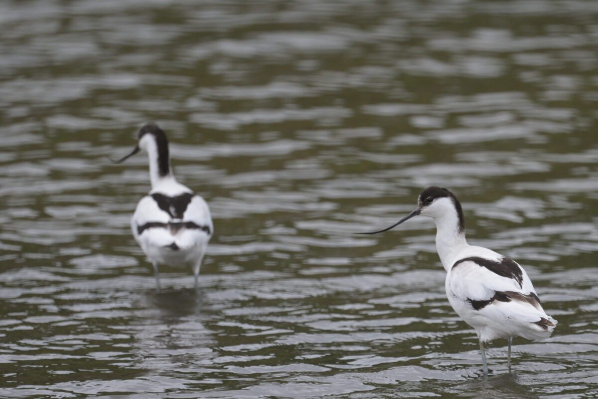 ソリハシセイタカシギ
西表島
オオホラダ
