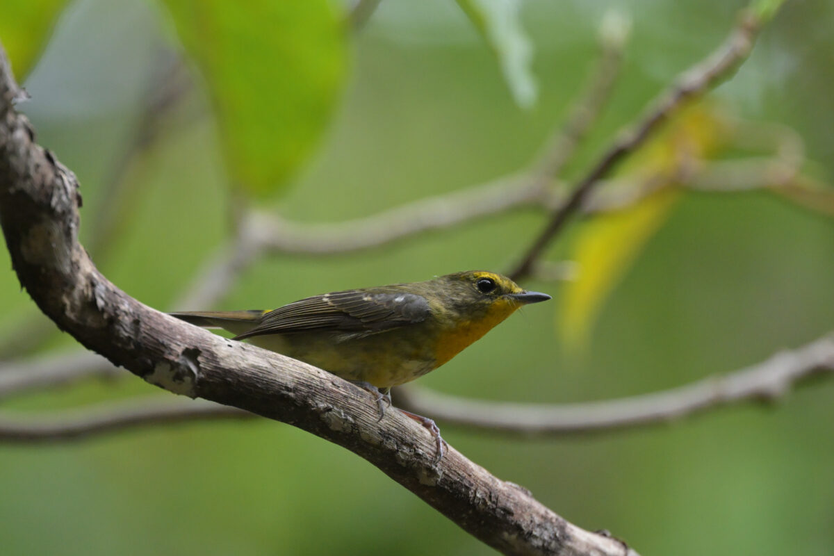 リュウキュウキビタキ♂第２回夏羽換羽中
リュウキュウキビタキ雄第２回夏羽換羽中
リュウキュウキビタキ雄
リュウキュウキビタキ♂
西表島
祖納岳