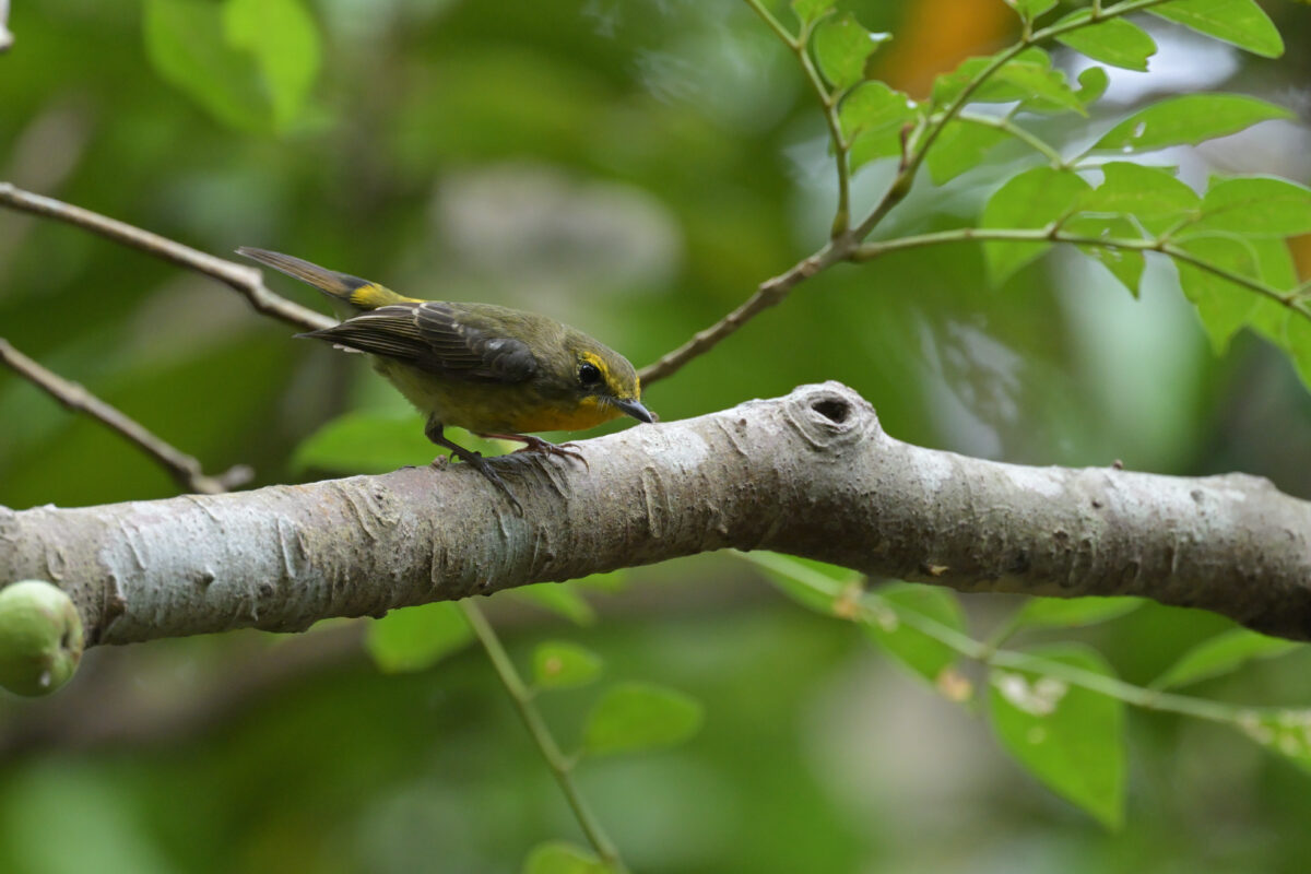 リュウキュウキビタキ♂第２回夏羽換羽中
リュウキュウキビタキ雄第２回夏羽換羽中
リュウキュウキビタキ雄
リュウキュウキビタキ♂
西表島
祖納岳