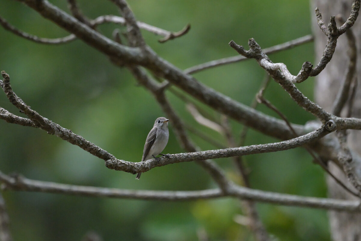 コサメビタキ
西表島
星立集落