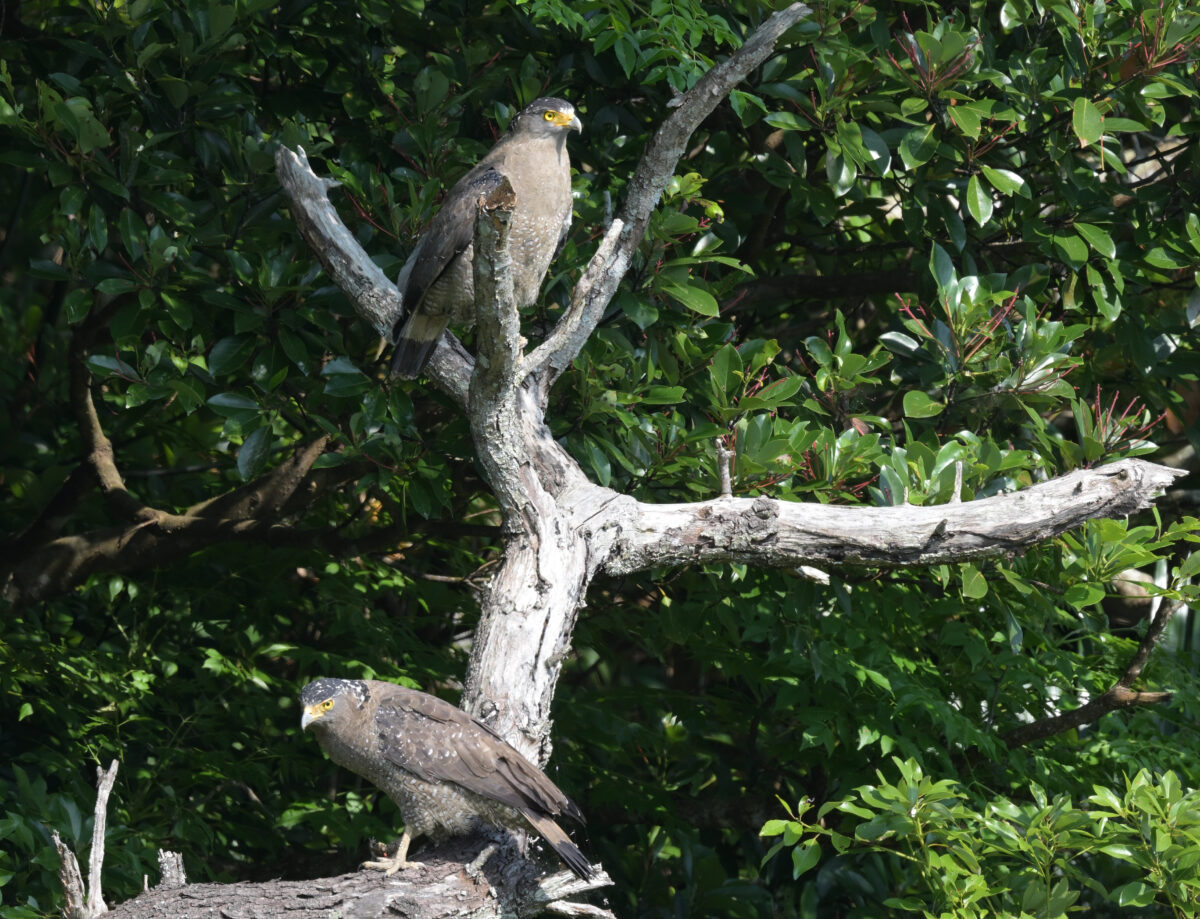 カンムリワシペア
カンムリワシ求愛給餌
浦内の田んぼ
西表島