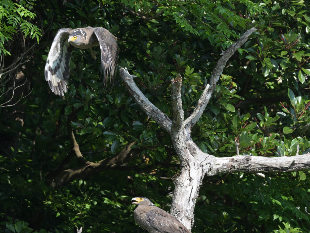 カンムリワシペア
カンムリワシ求愛給餌
浦内の田んぼ
西表島