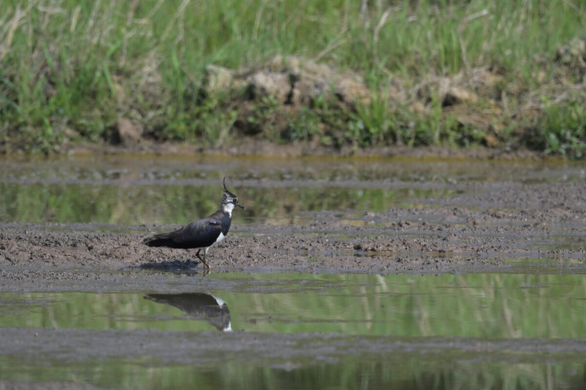 タゲリ
浦内の田んぼ
西表島