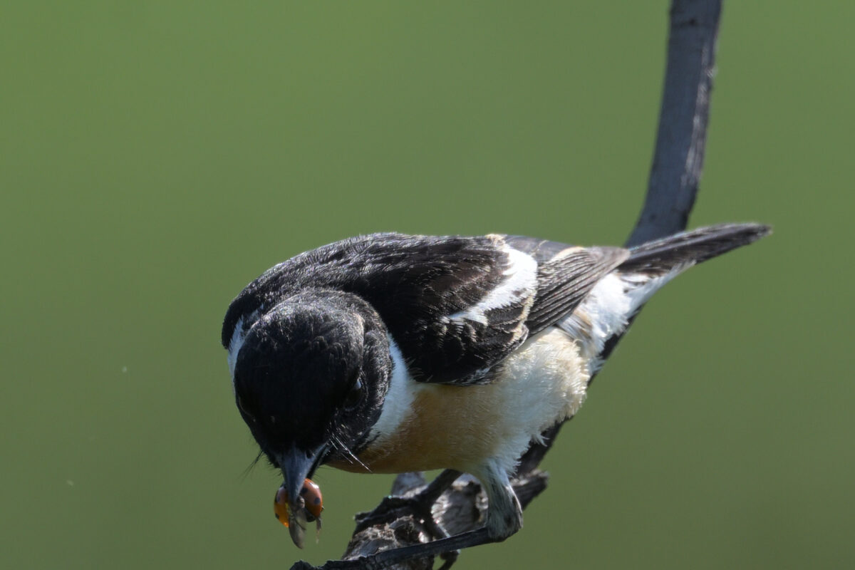 ノビタキ
フカンタ
西表島